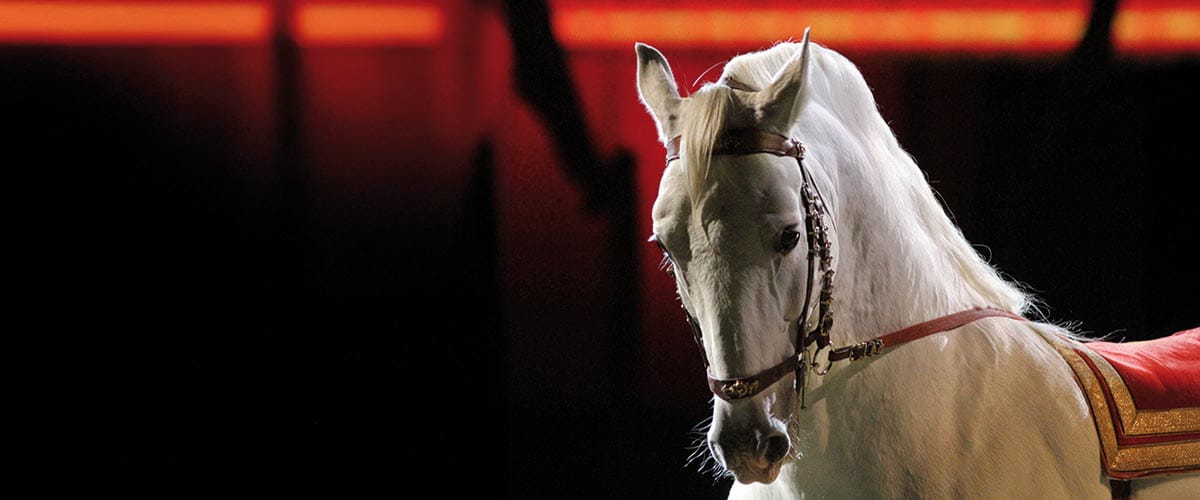 A Lipizzaner Horse at the Spanish Riding School